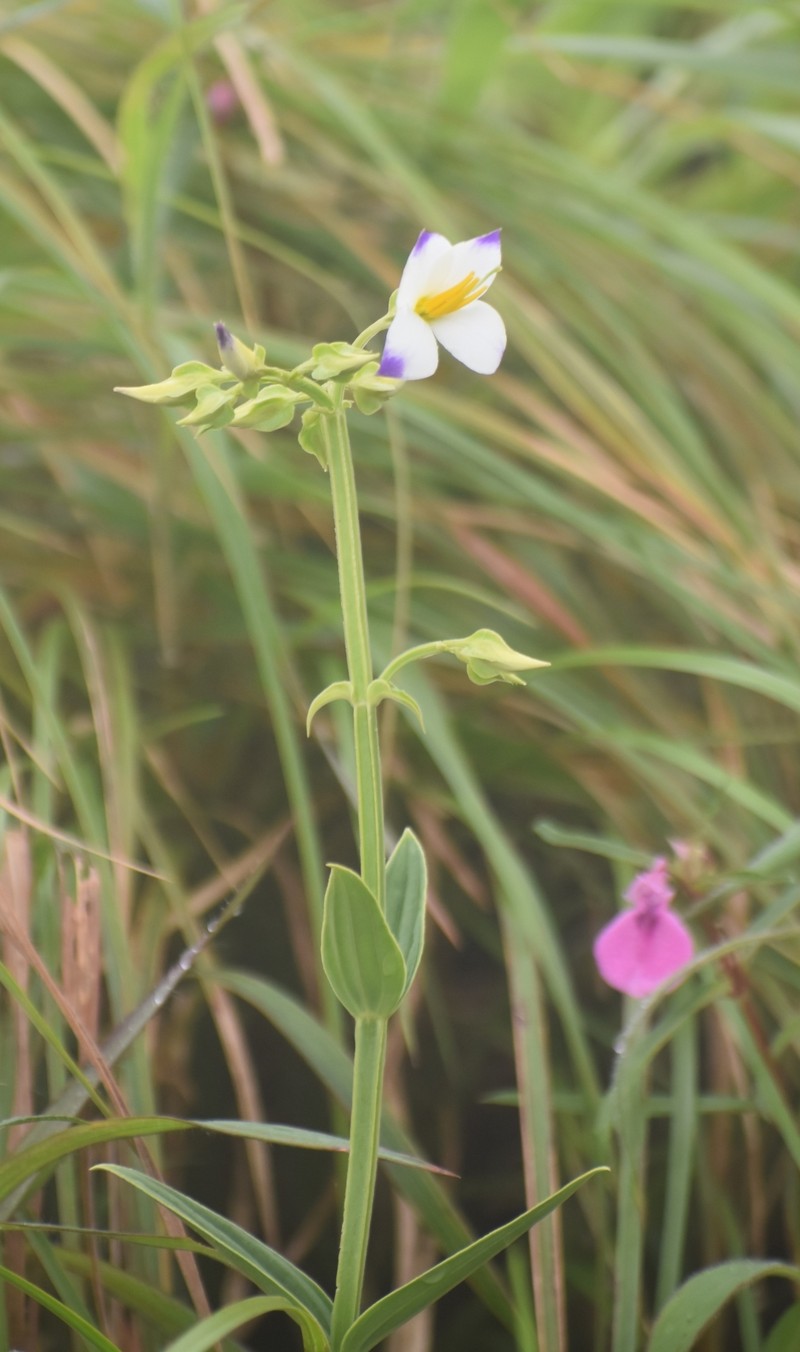 Exacum tetragonum var. tetragonum