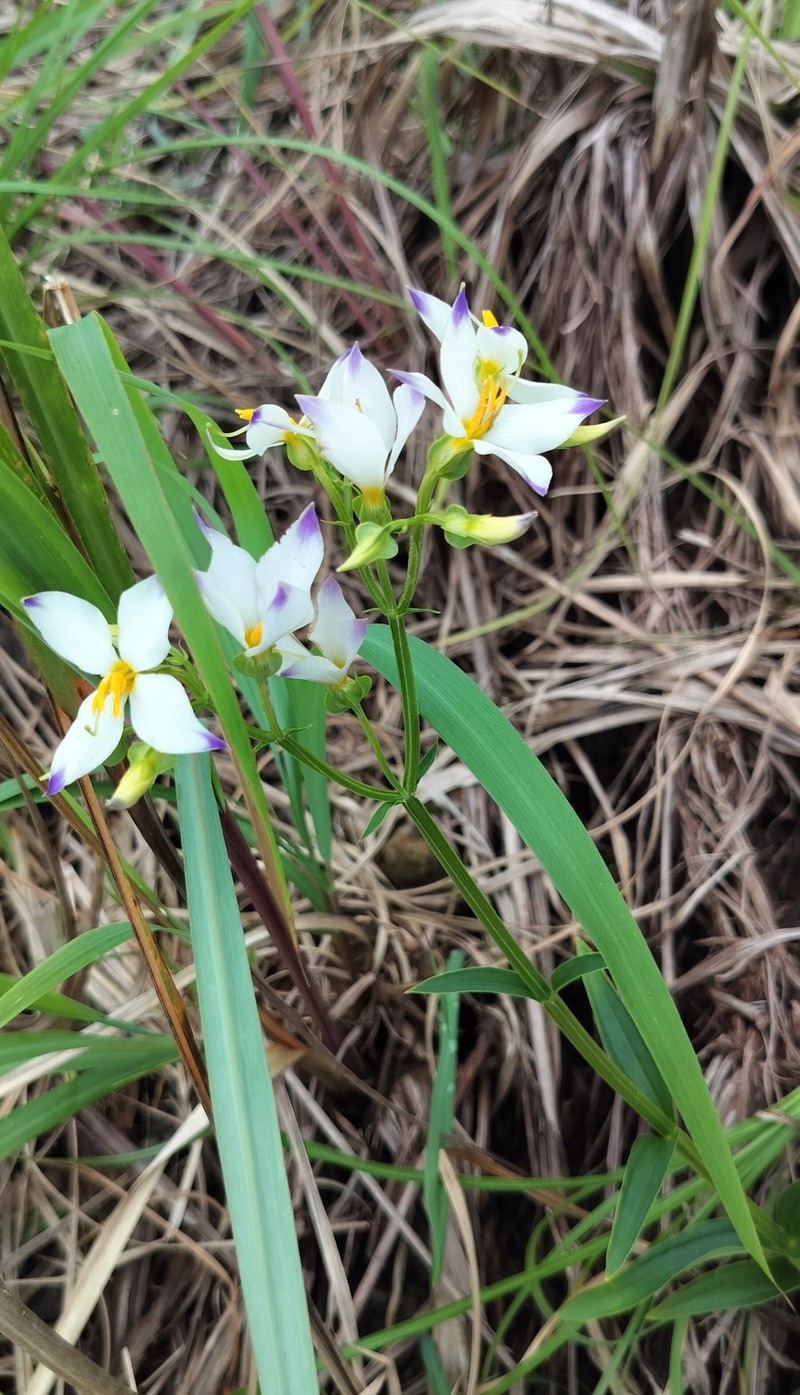 Exacum tetragonum var. tetragonum photo 2