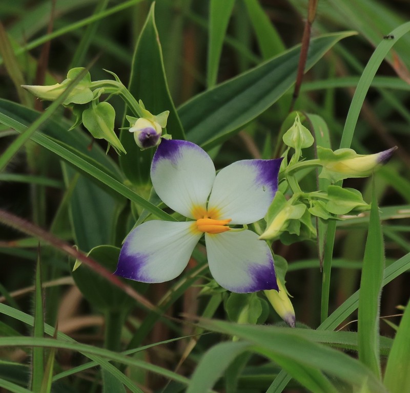 Exacum tetragonum var. tetragonum photo 3