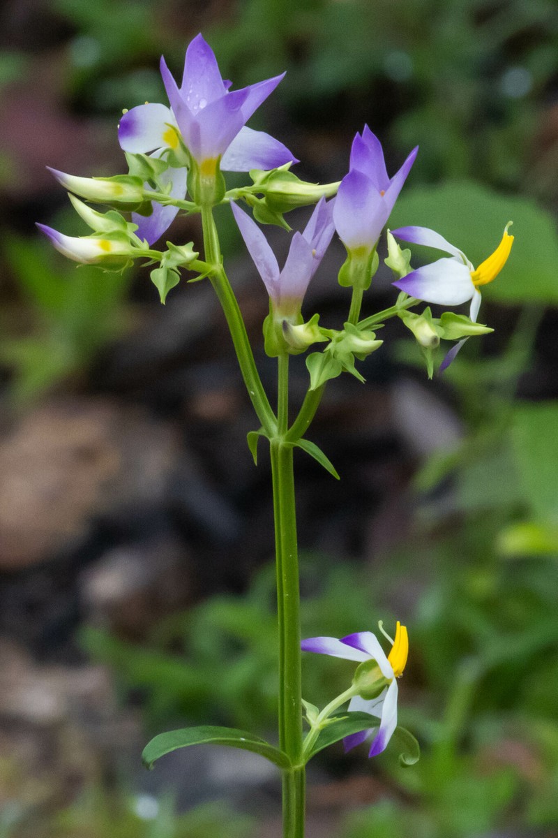 Exacum tetragonum var. tetragonum photo 4
