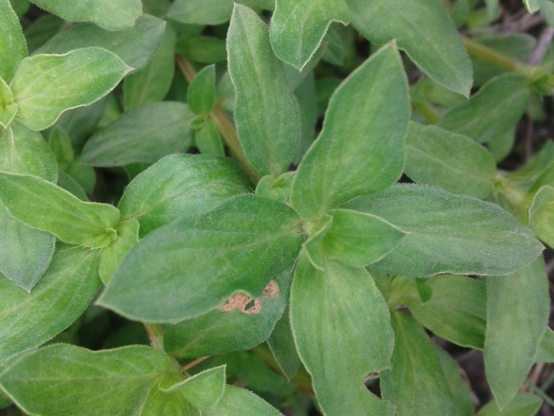 Eared Starviolet photo 7