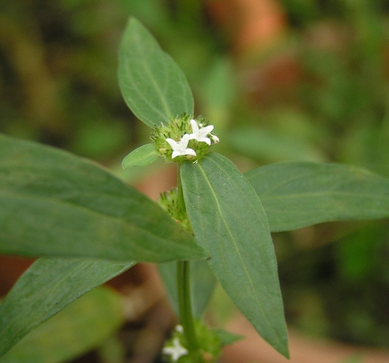 Eared Starviolet photo 8