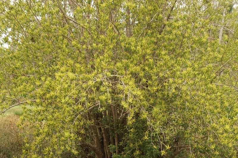 Blinding Tree photo 8
