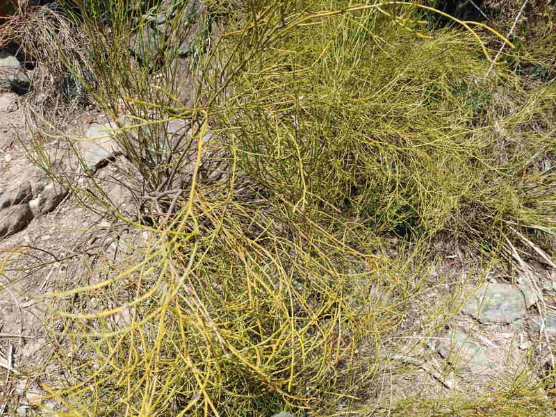Exocarpos acerbus