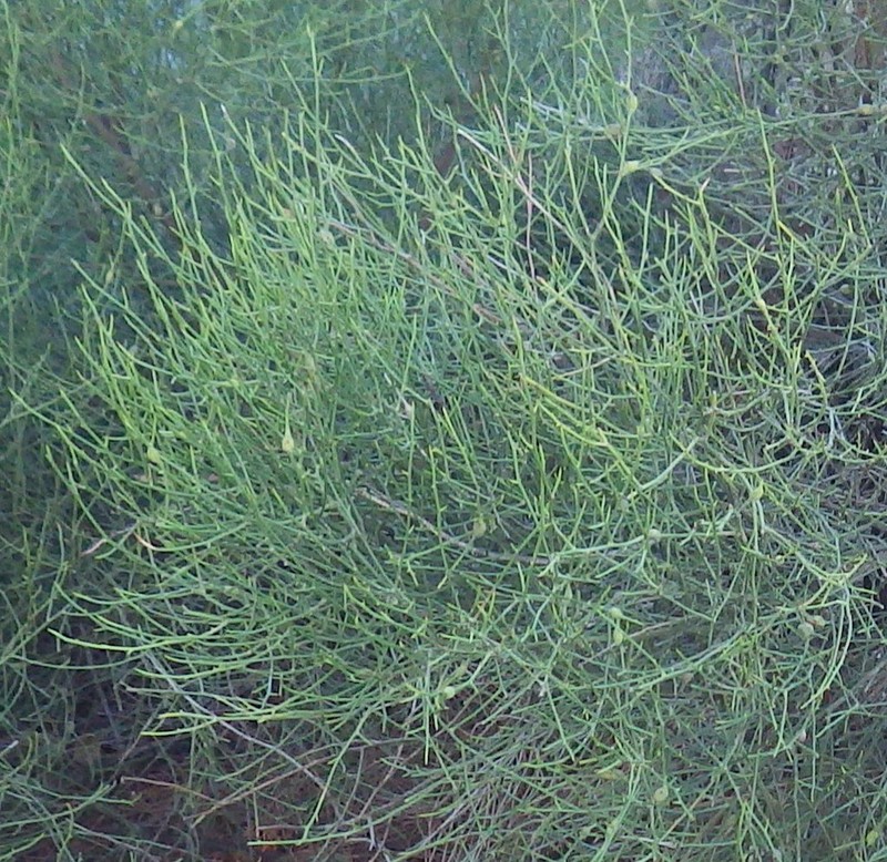 Exocarpos acerbus photo 2
