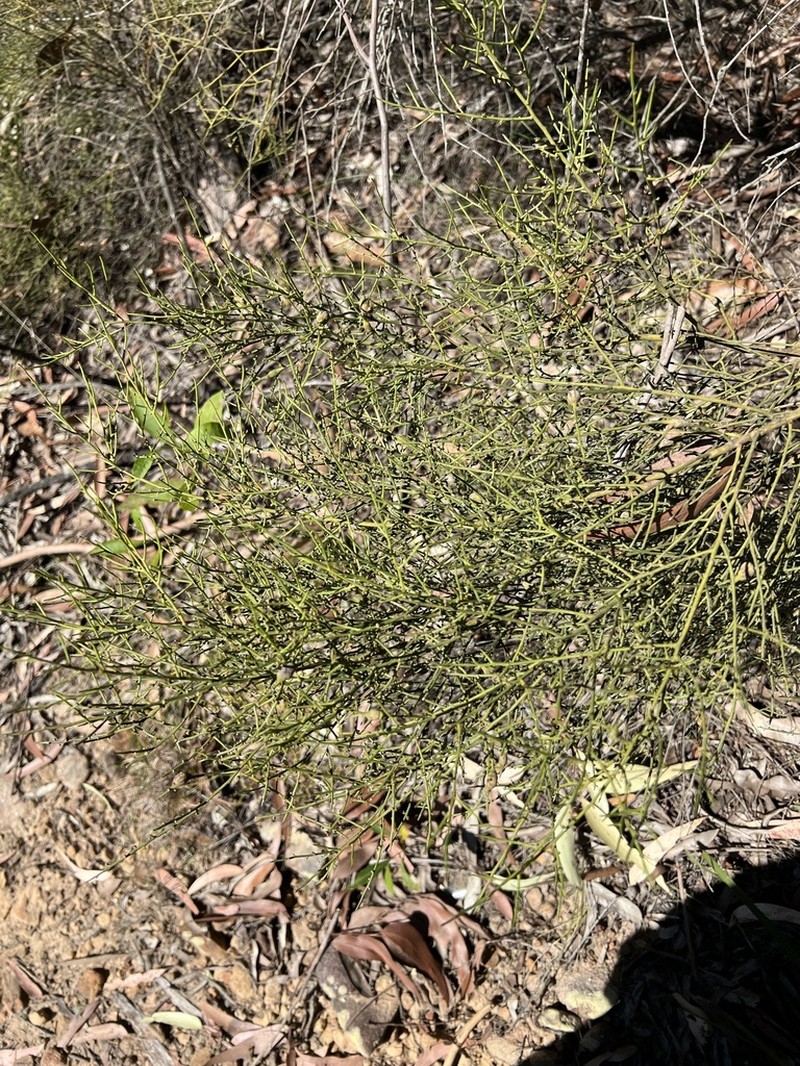 Exocarpos acerbus photo 6