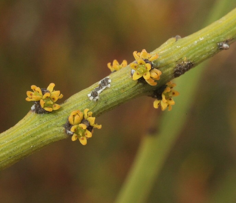 Exocarpos capnodioides