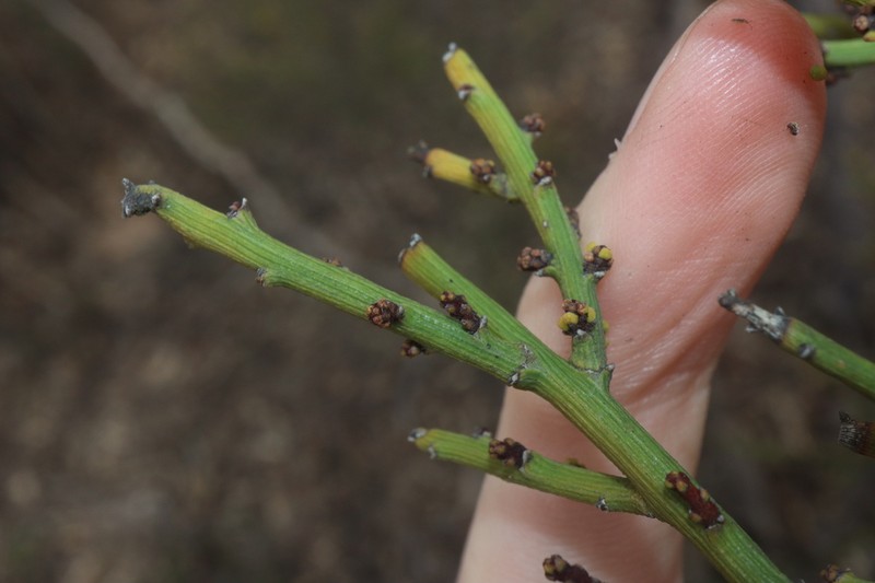 Exocarpos capnodioides photo 2