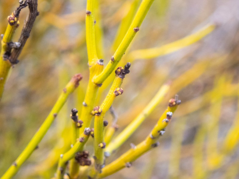 Exocarpos capnodioides photo 3
