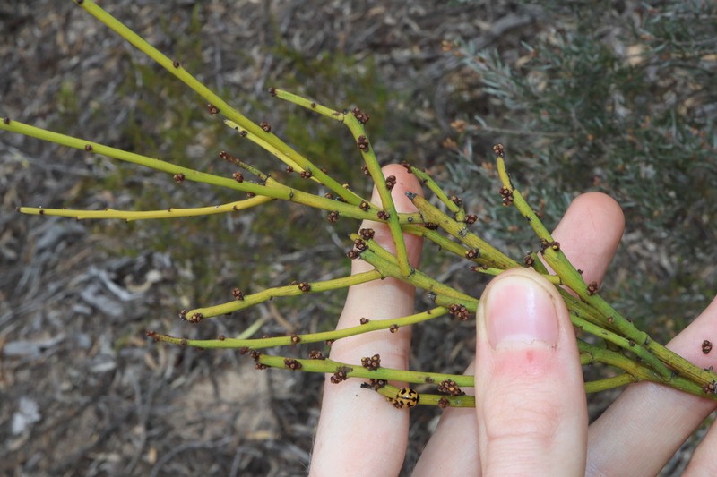 Exocarpos capnodioides photo 4