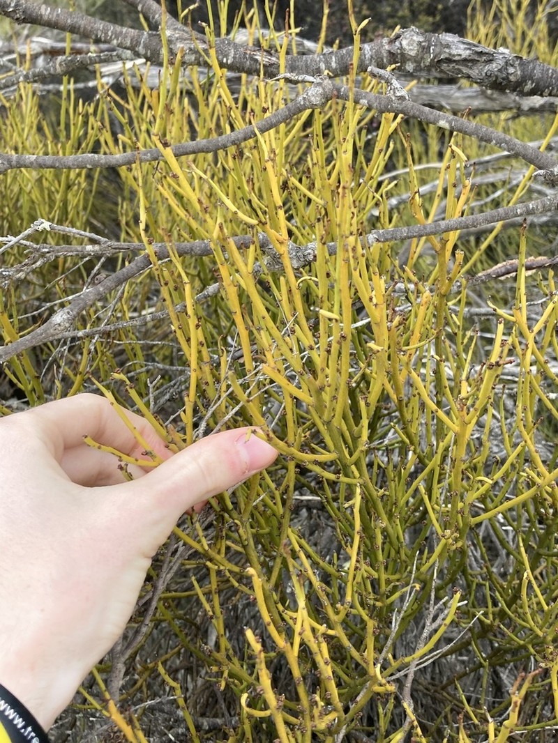 Exocarpos capnodioides photo 5