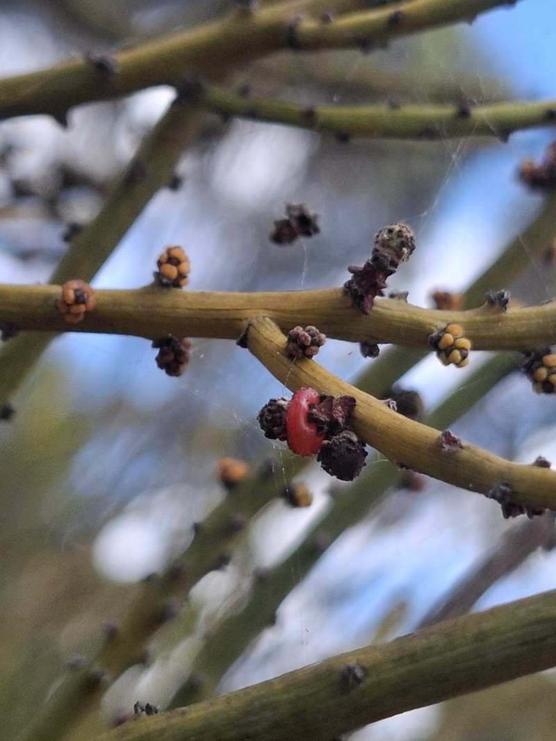 Exocarpos capnodioides photo 6