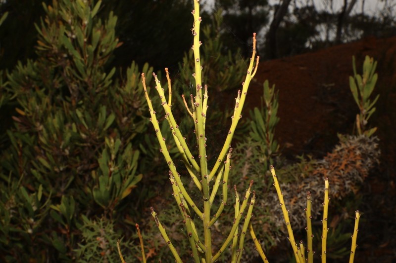 Exocarpos capnodioides photo 7