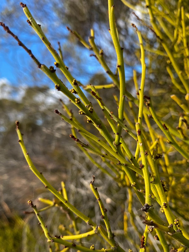 Exocarpos capnodioides photo 8