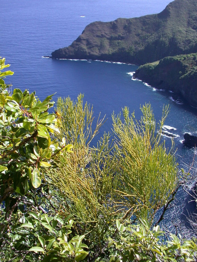 Hulumoa photo 2