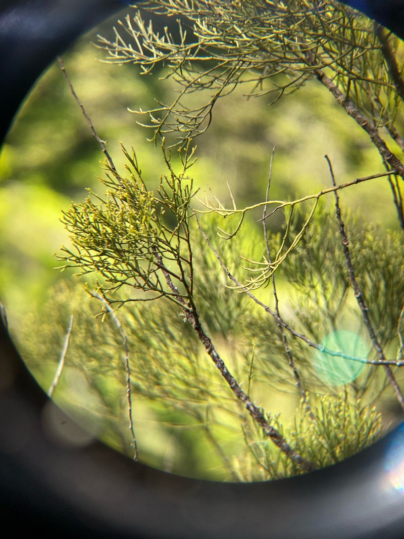 Hulumoa photo 3