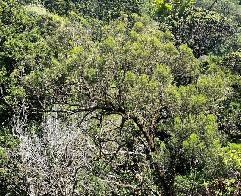 Hulumoa photo 4