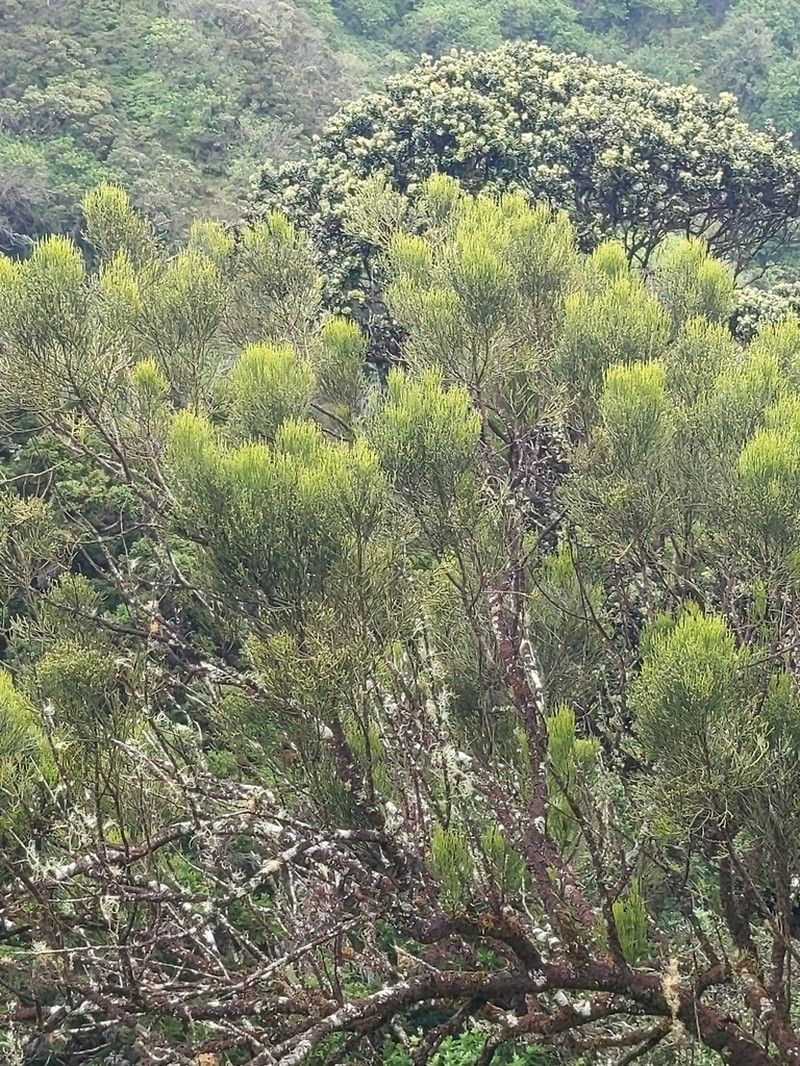 Hulumoa photo 6