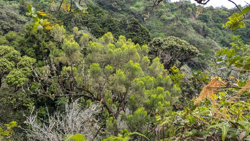 Hulumoa photo 8