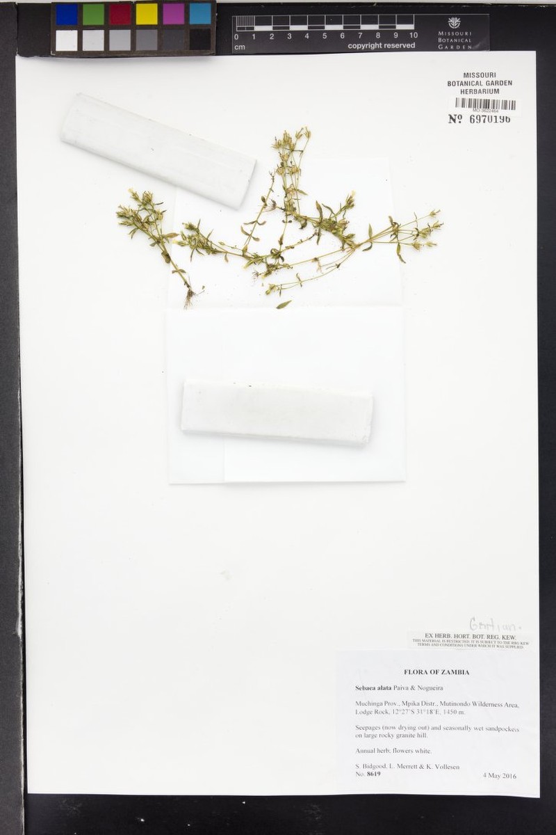 Exochaenium alatum