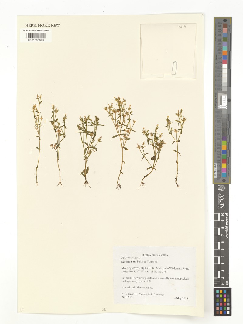 Exochaenium alatum photo 2