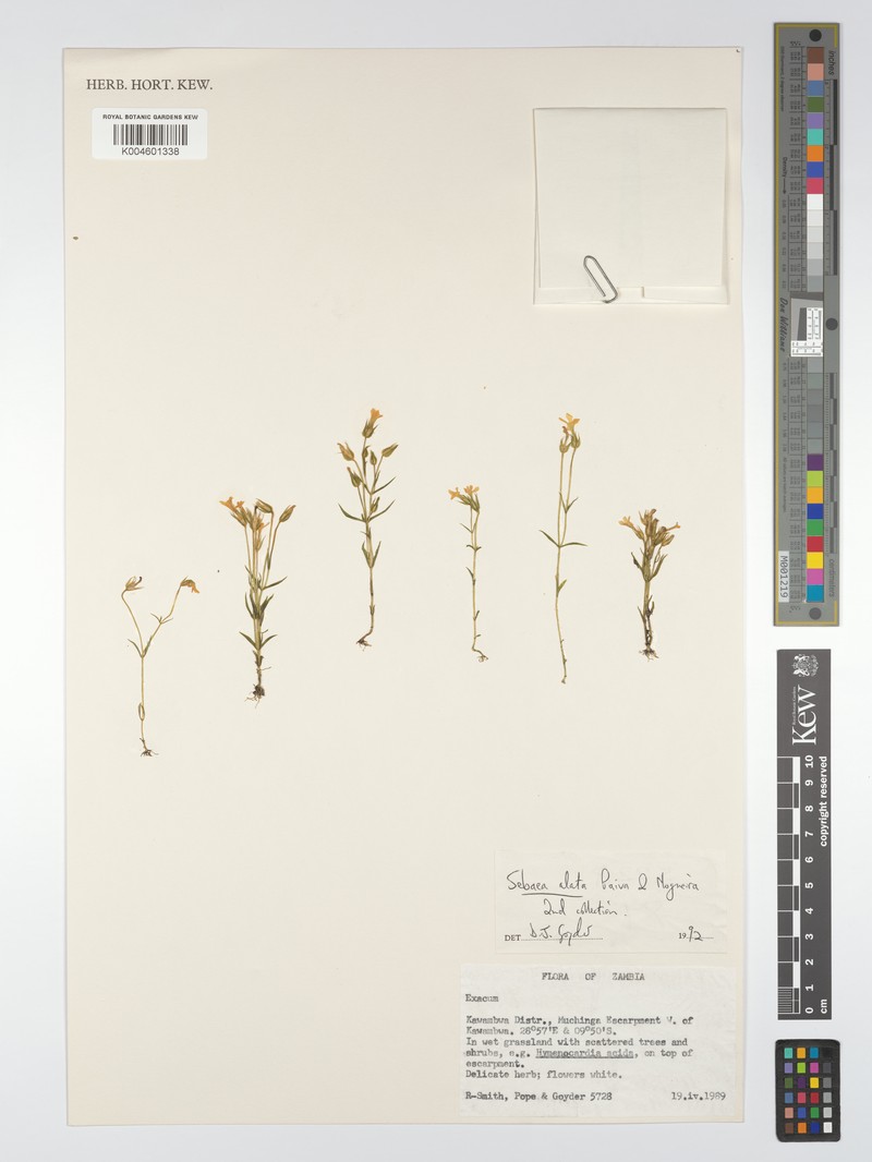 Exochaenium alatum photo 3