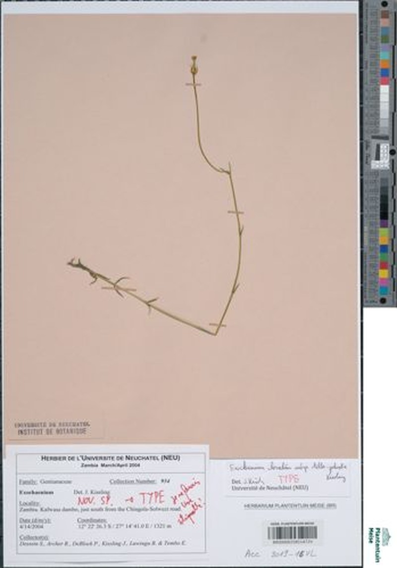 Exochaenium clavatum