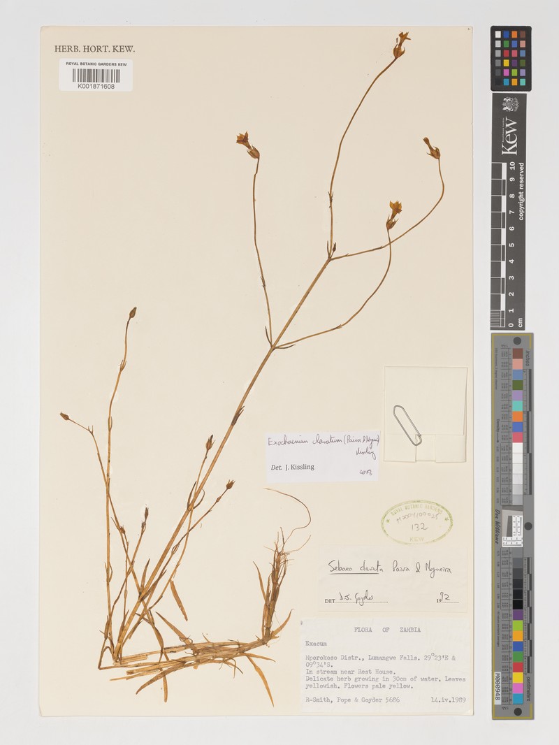 Exochaenium clavatum photo 2