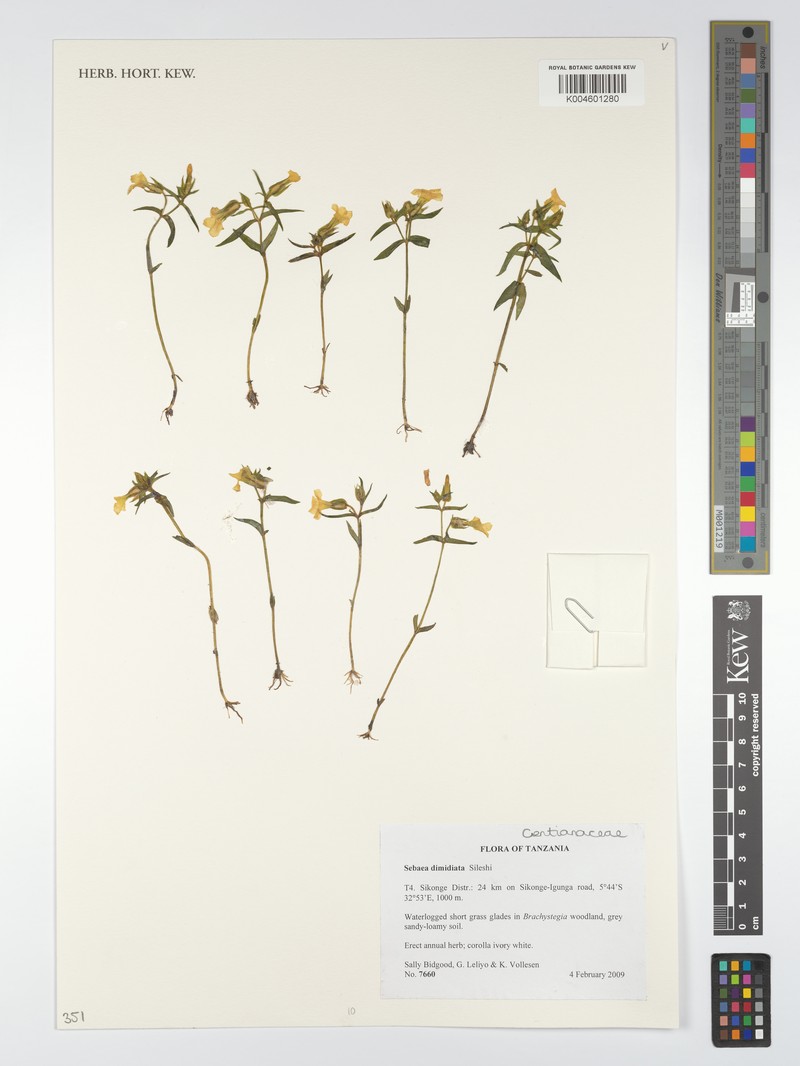 Exochaenium dimidiatum
