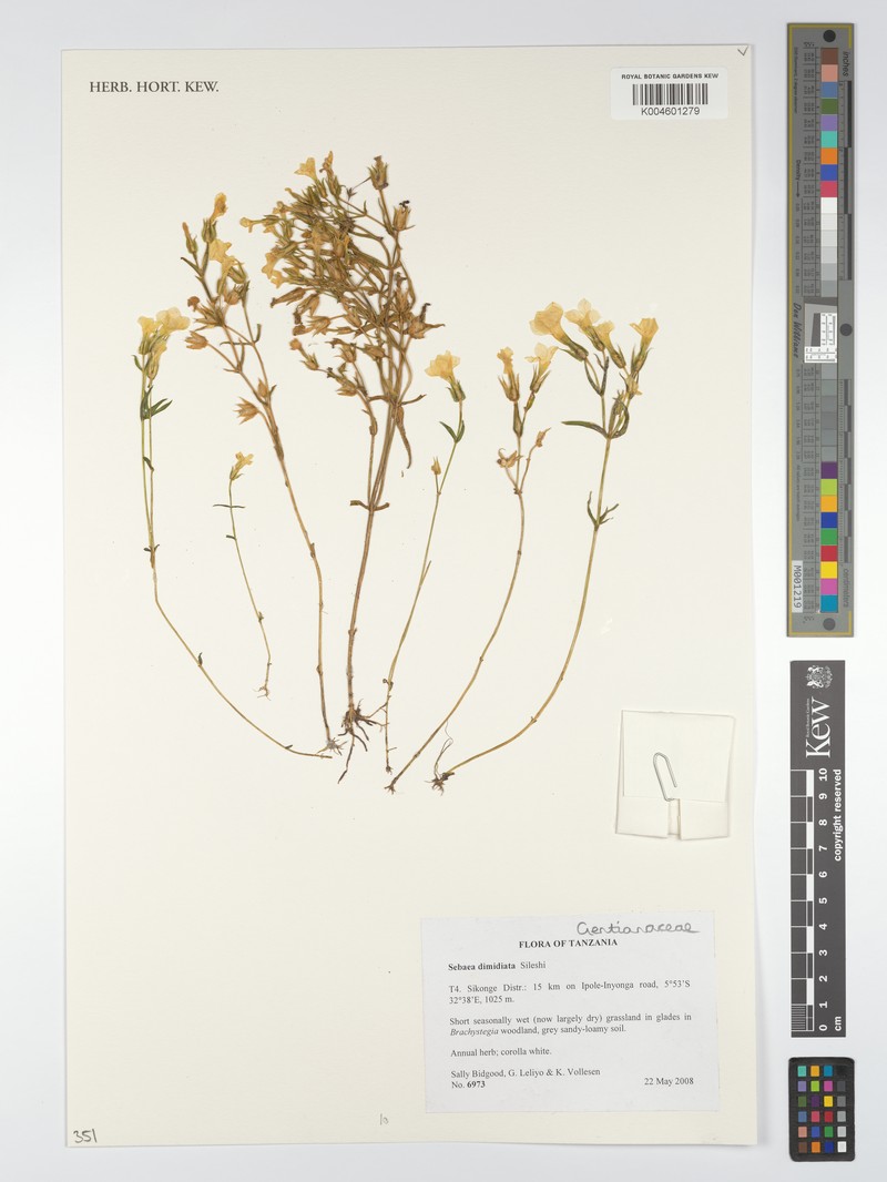 Exochaenium dimidiatum photo 2