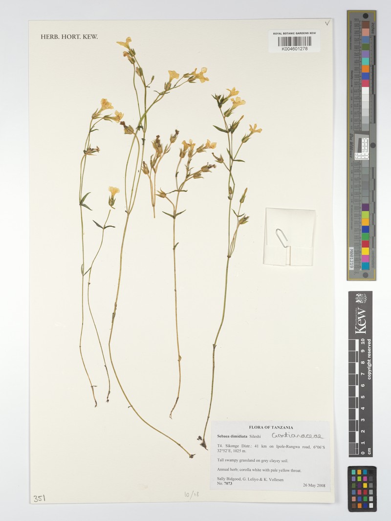 Exochaenium dimidiatum photo 3