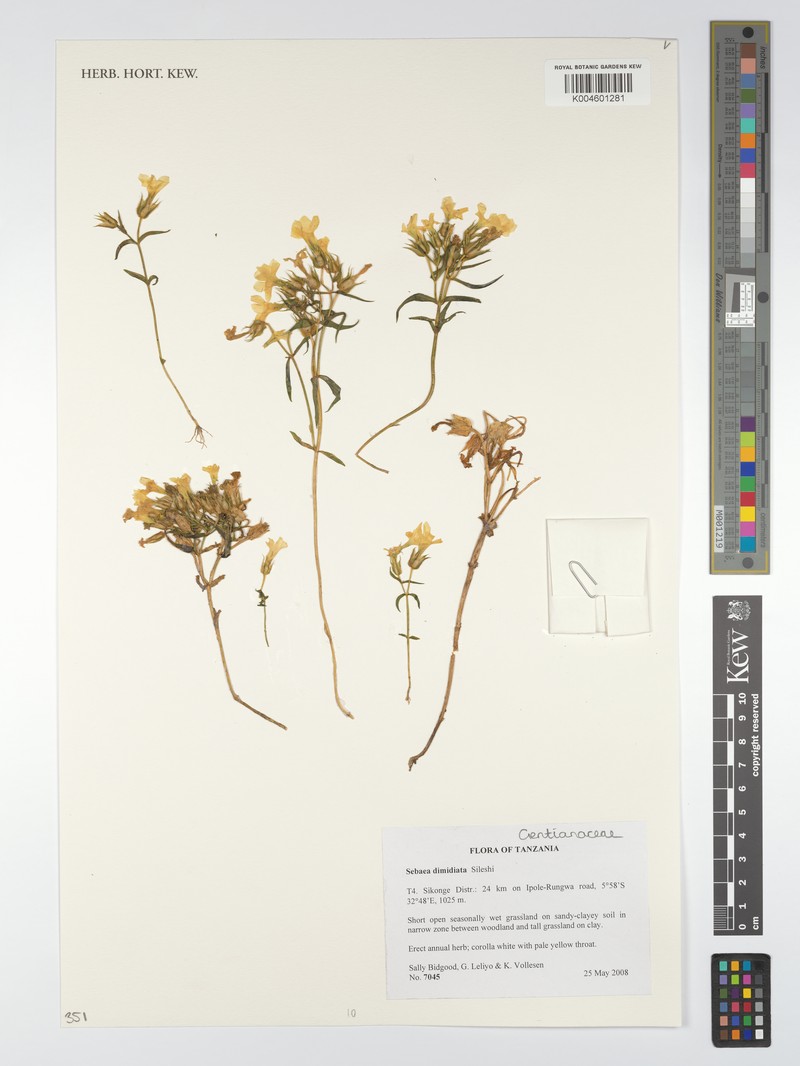 Exochaenium dimidiatum photo 4