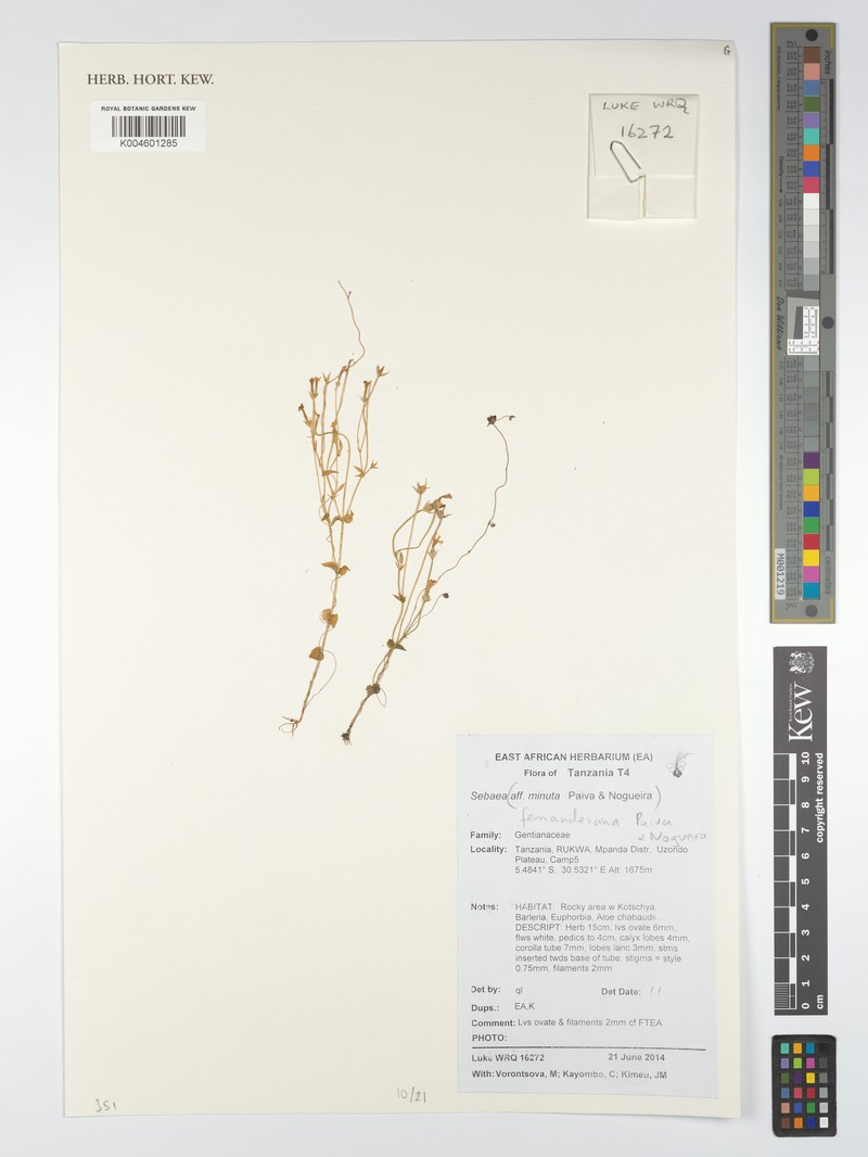 Exochaenium fernandesianum