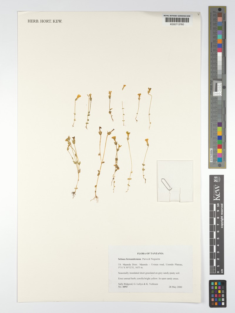Exochaenium fernandesianum photo 3