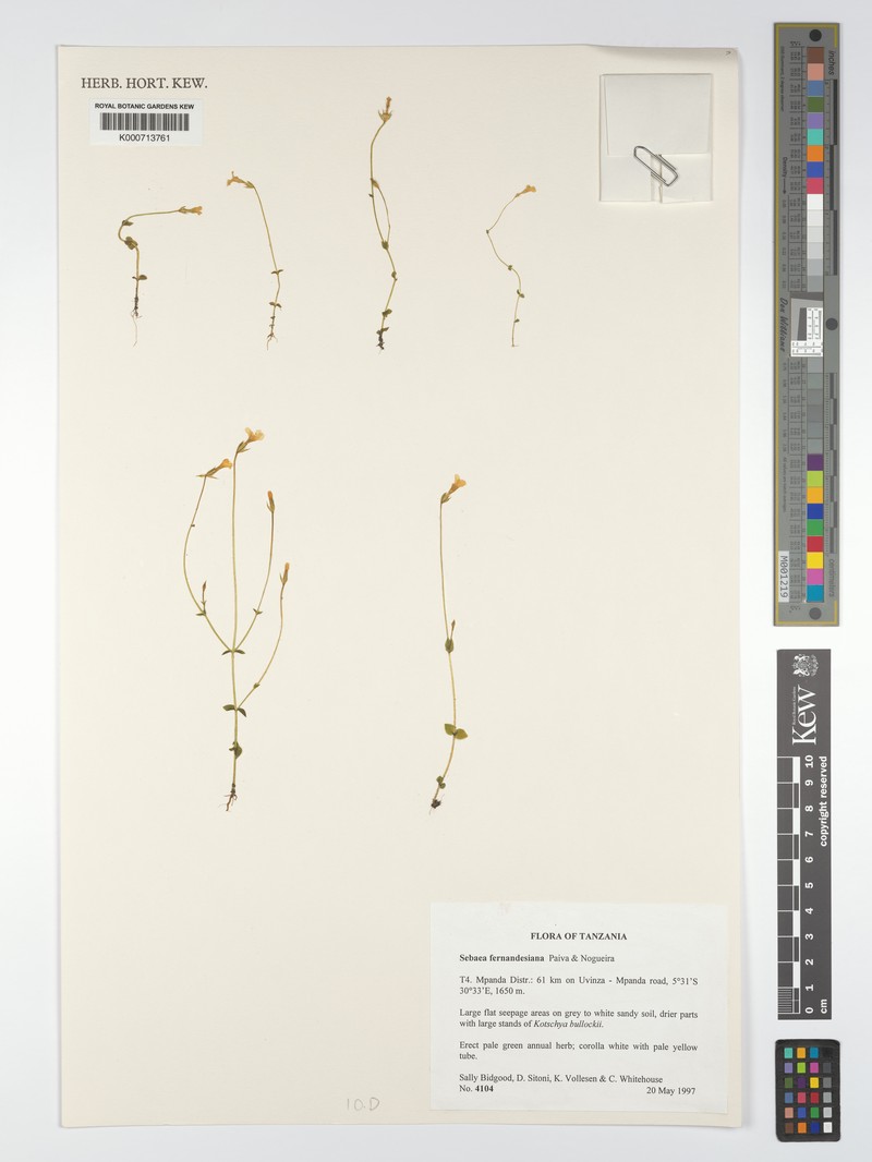 Exochaenium fernandesianum photo 4