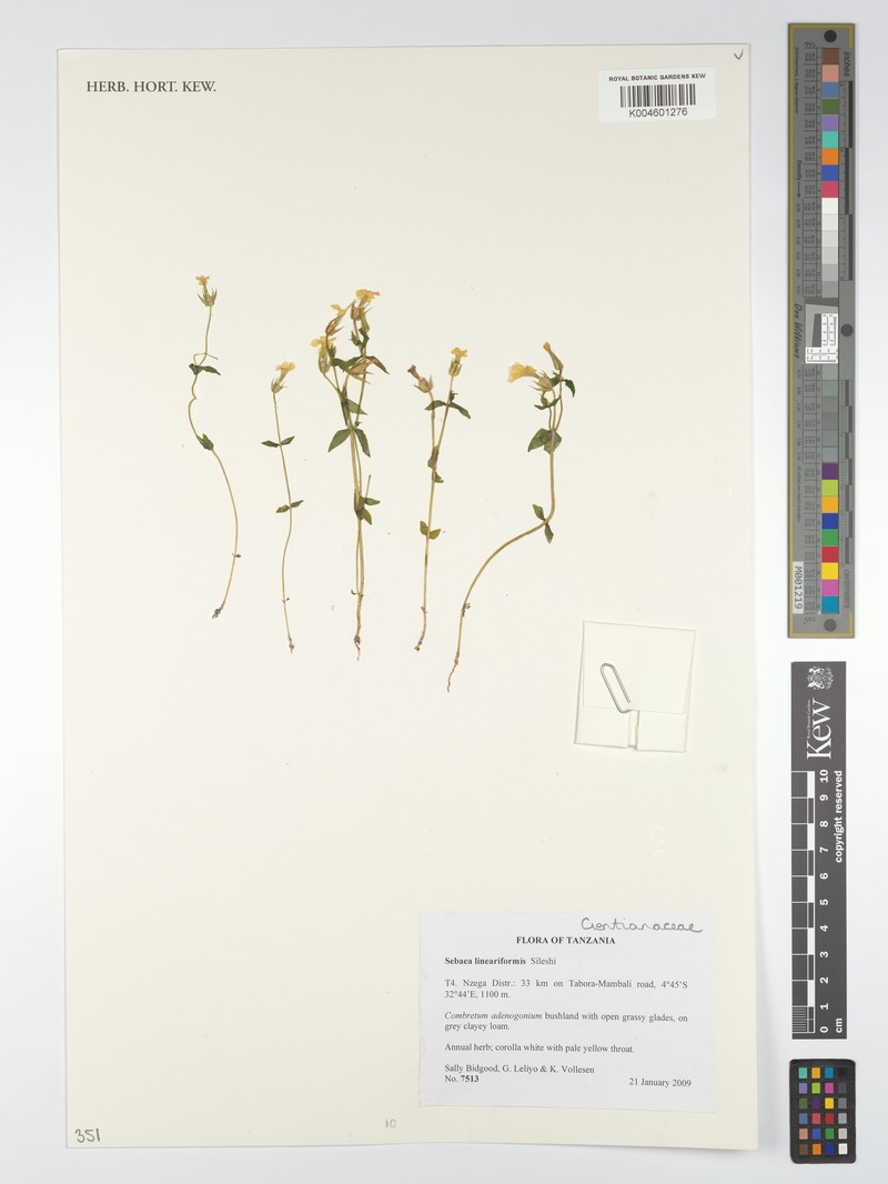 Exochaenium lineariforme