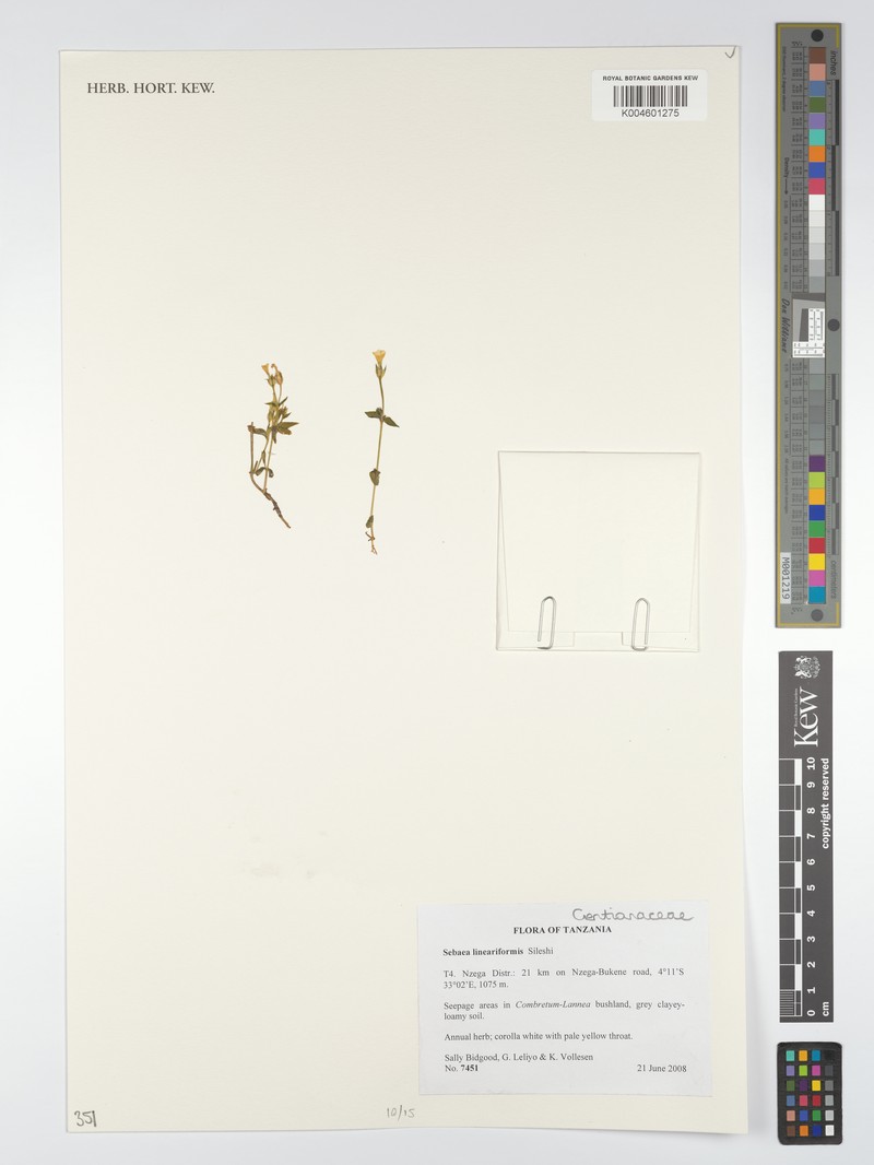 Exochaenium lineariforme photo 2