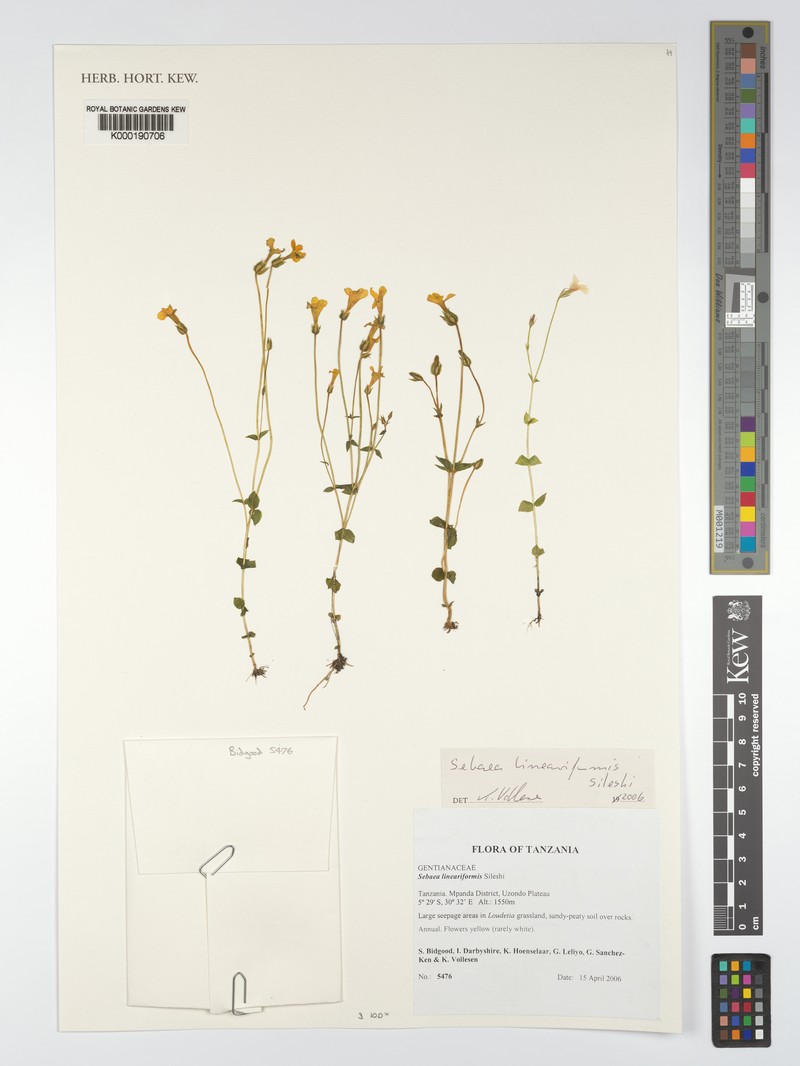 Exochaenium lineariforme photo 3