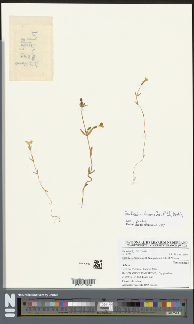 Exochaenium lineariforme photo 4