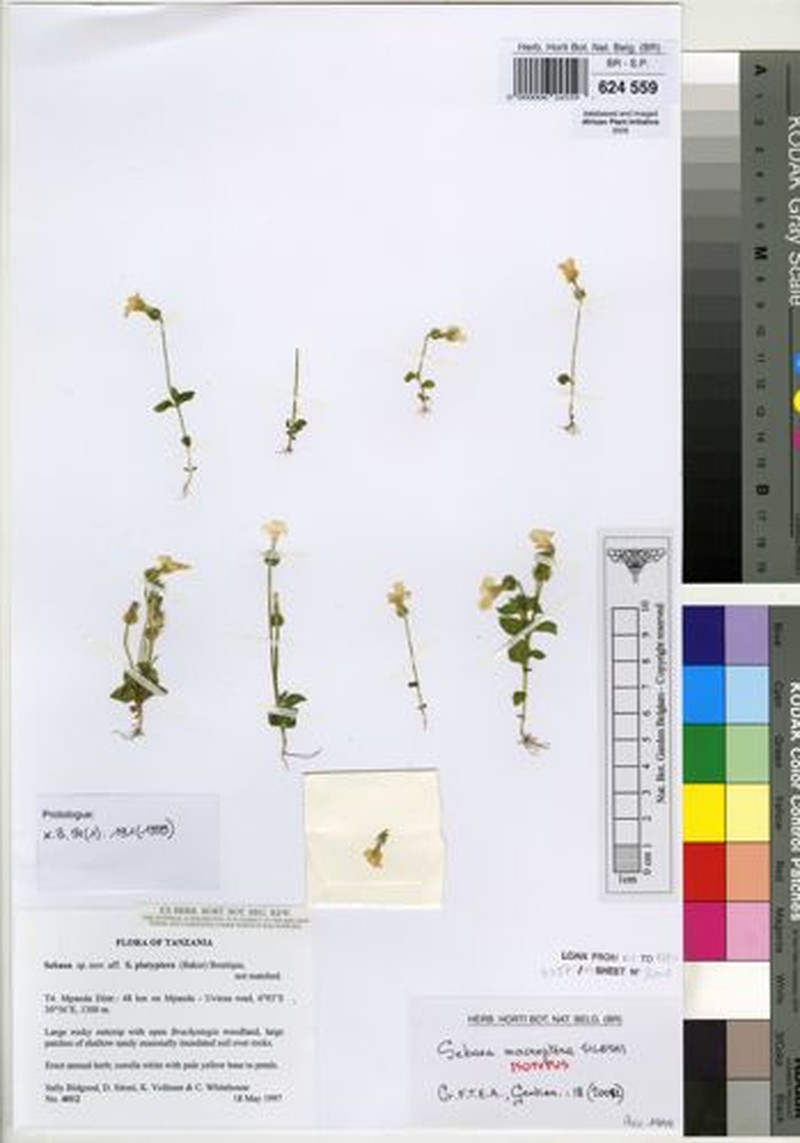 Exochaenium macropterum photo 2