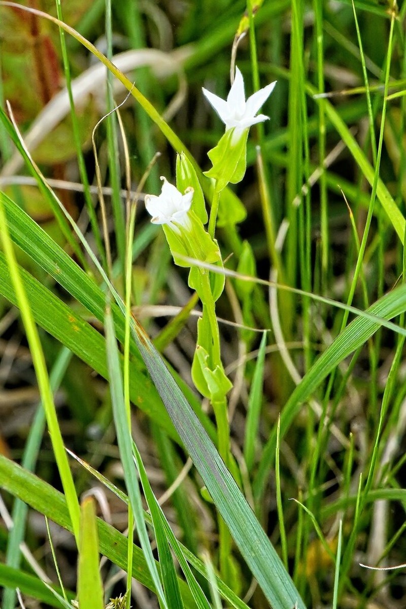 Exochaenium natalense