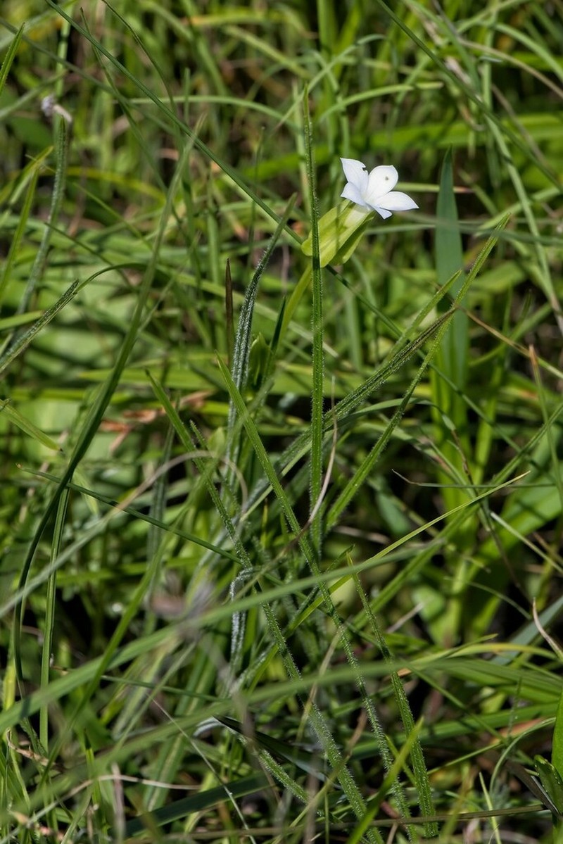 Exochaenium natalense photo 2