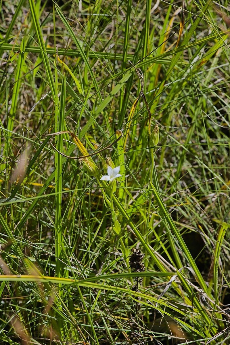 Exochaenium natalense photo 4