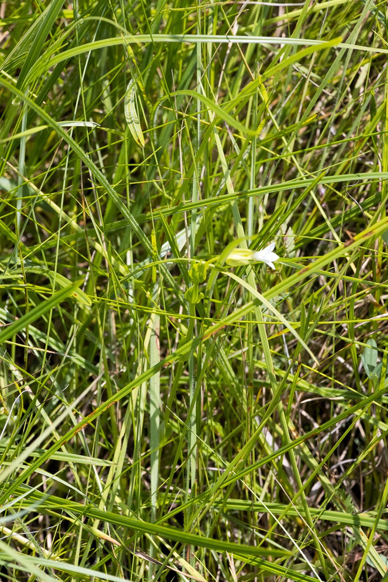 Exochaenium natalense photo 5