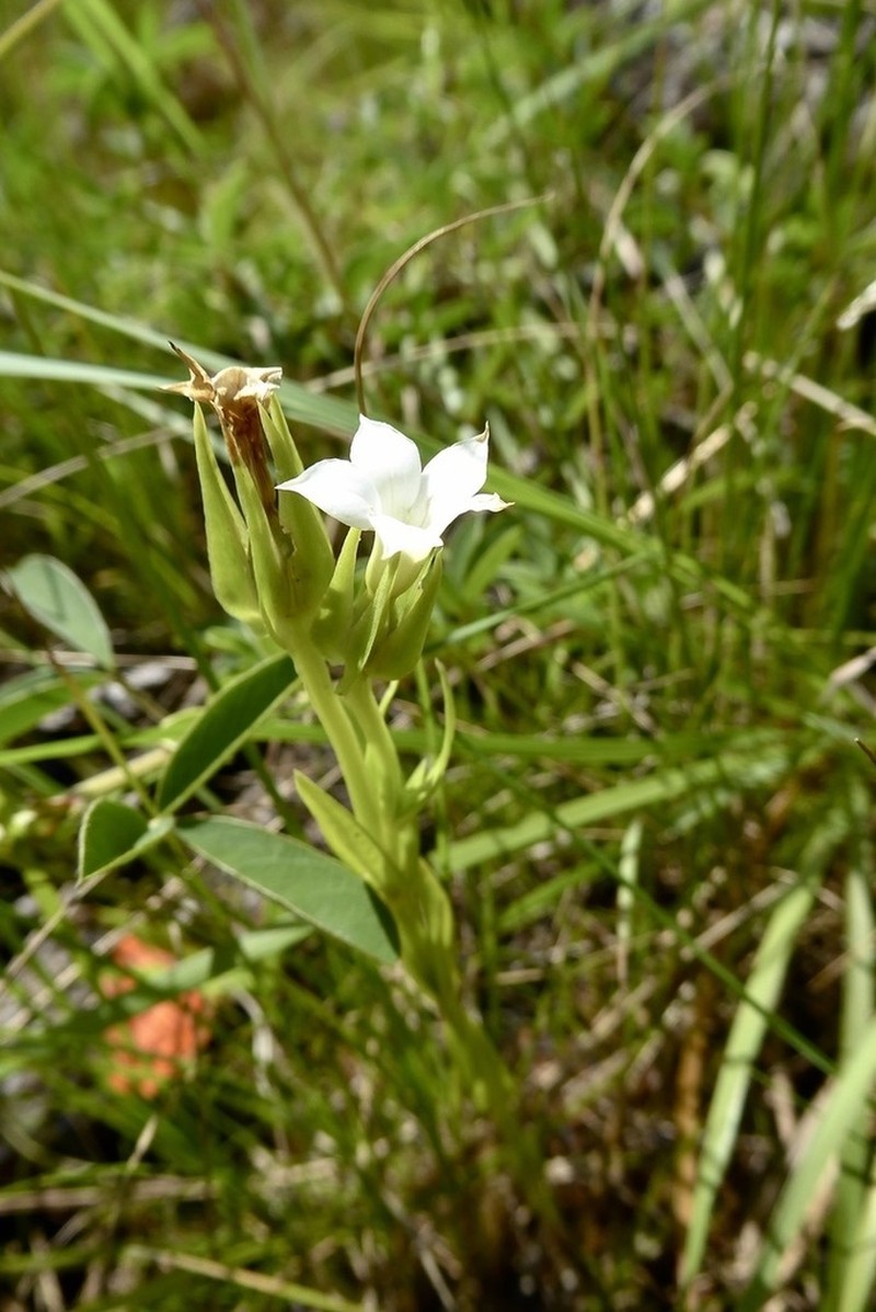 Exochaenium natalense photo 6