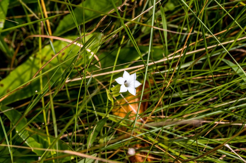 Exochaenium natalense photo 7
