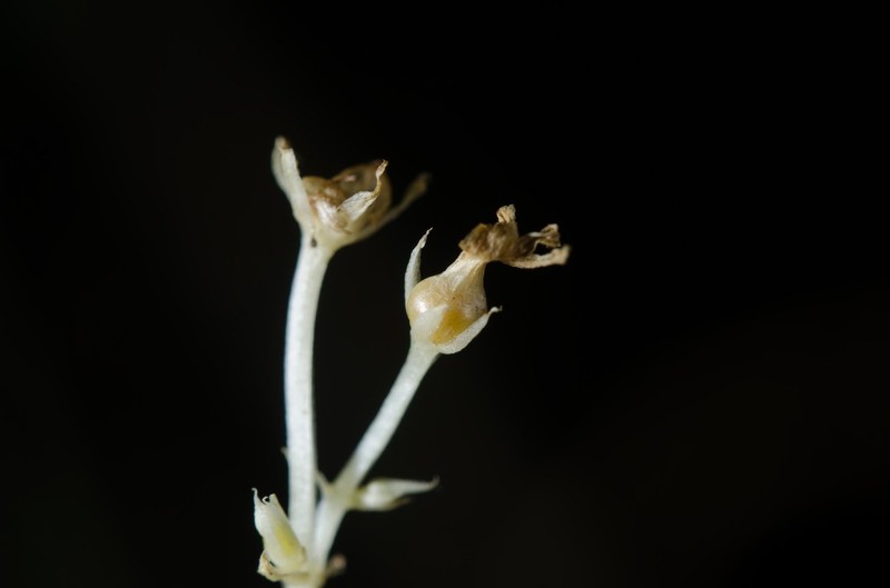 Exochaenium oliganthum