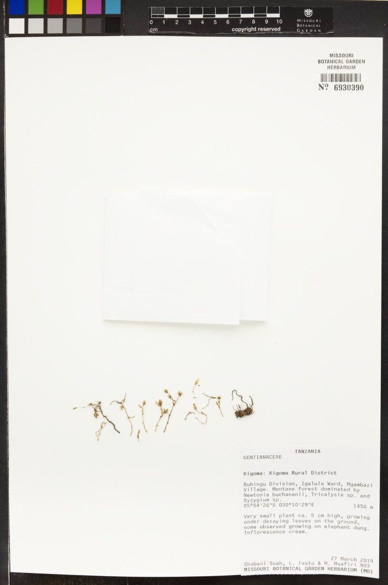 Exochaenium oliganthum photo 2