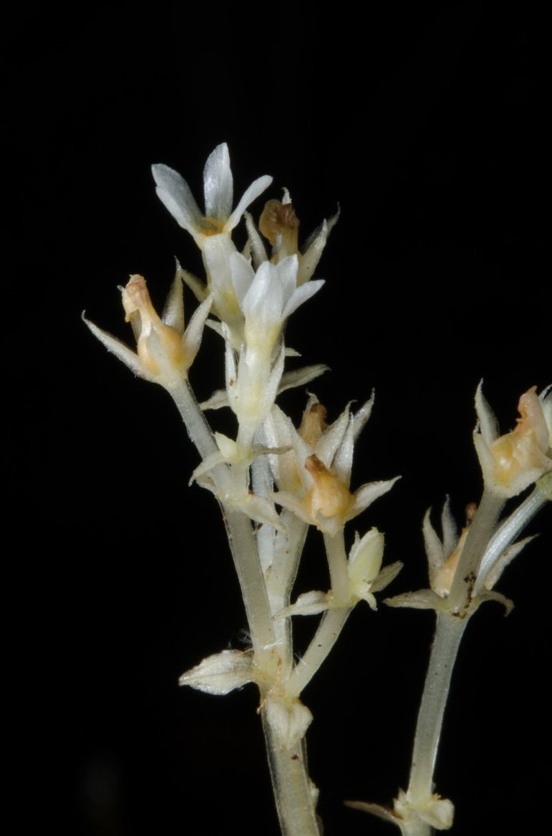 Exochaenium oliganthum photo 3