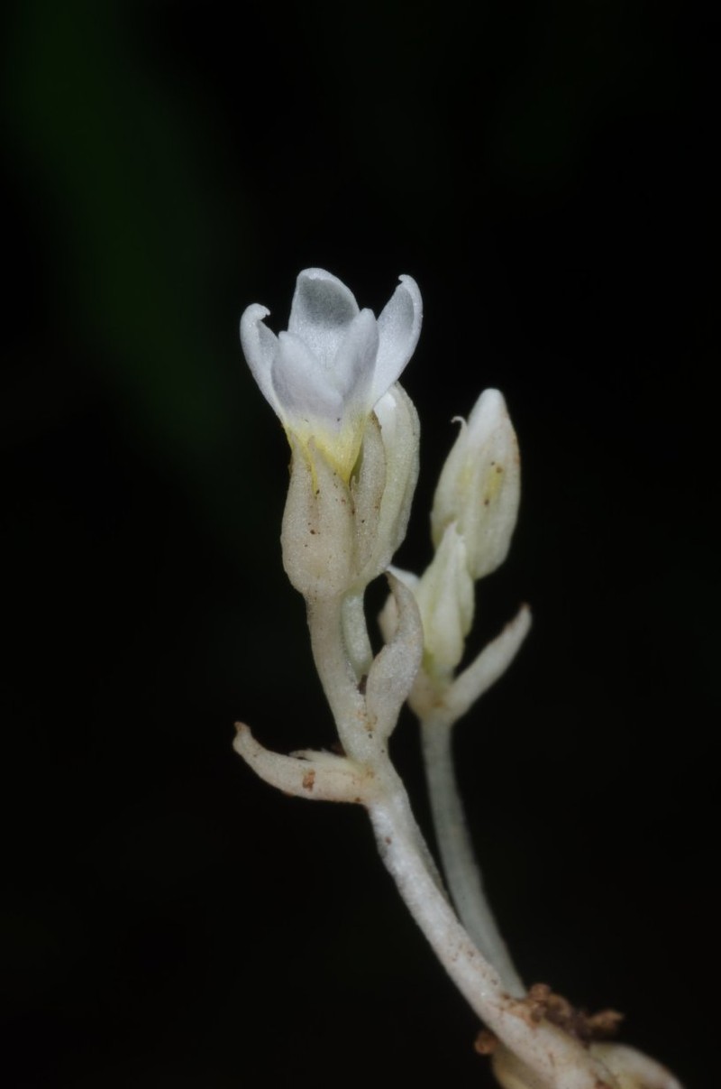 Exochaenium oliganthum photo 4